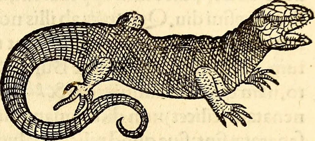 An illustration from Icones animalium quadrupedum uiuiparorum et ouiparorum : quae in Historiae animalium Conradi Gesneri libro I. et II. describuntur, cum nomenclaturis singulorum latinis, graecis, italicis, gallicis, et germanicis plerunque, et aliarum quoque linguarum, certis ordinibus digestae, 1560, leaf 128