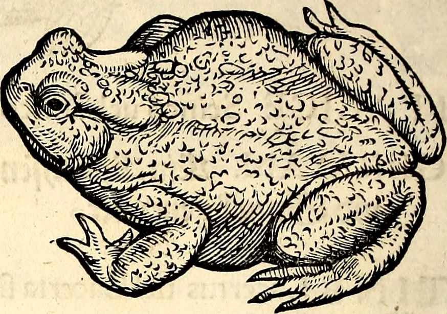 An illustration from Icones animalium quadrupedum uiuiparorum et ouiparorum : quae in Historiae animalium Conradi Gesneri libro I. et II. describuntur, cum nomenclaturis singulorum latinis, graecis, italicis, gallicis, et germanicis plerunque, et aliarum quoque linguarum, certis ordinibus digestae, 1560, leaf 129