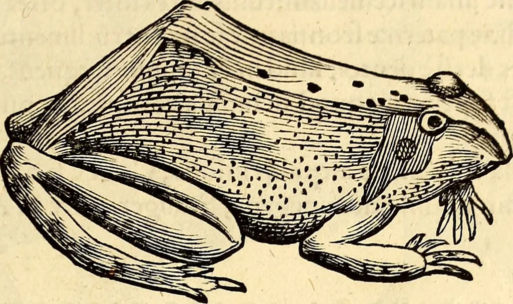 An illustration from Icones animalium quadrupedum uiuiparorum et ouiparorum : quae in Historiae animalium Conradi Gesneri libro I. et II. describuntur, cum nomenclaturis singulorum latinis, graecis, italicis, gallicis, et germanicis plerunque, et aliarum quoque linguarum, certis ordinibus digestae, 1560, leaf 130
