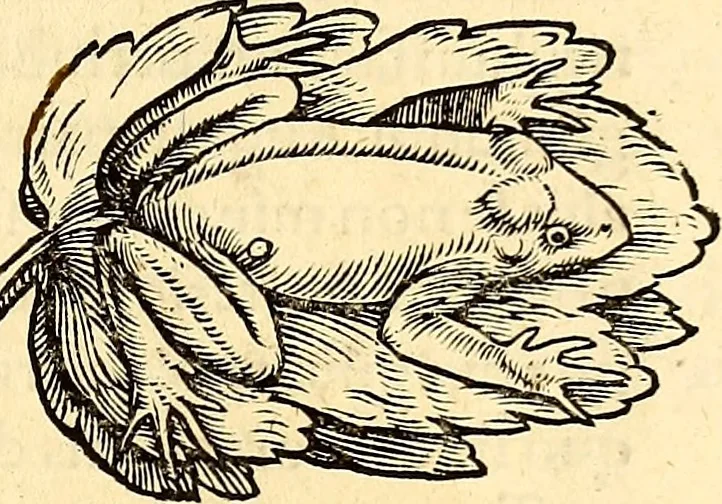 An illustration from Icones animalium quadrupedum uiuiparorum et ouiparorum : quae in Historiae animalium Conradi Gesneri libro I. et II. describuntur, cum nomenclaturis singulorum latinis, graecis, italicis, gallicis, et germanicis plerunque, et aliarum quoque linguarum, certis ordinibus digestae, 1560, leaf 130