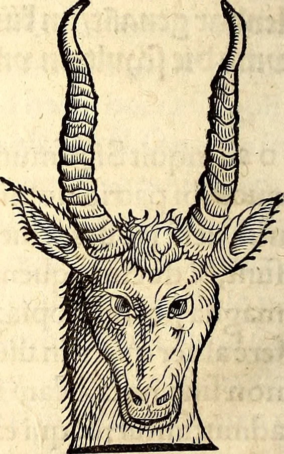 An illustration from Icones animalium quadrupedum uiuiparorum et ouiparorum : quae in Historiae animalium Conradi Gesneri libro I. et II. describuntur, cum nomenclaturis singulorum latinis, graecis, italicis, gallicis, et germanicis plerunque, et aliarum quoque linguarum, certis ordinibus digestae, 1560, leaf 133