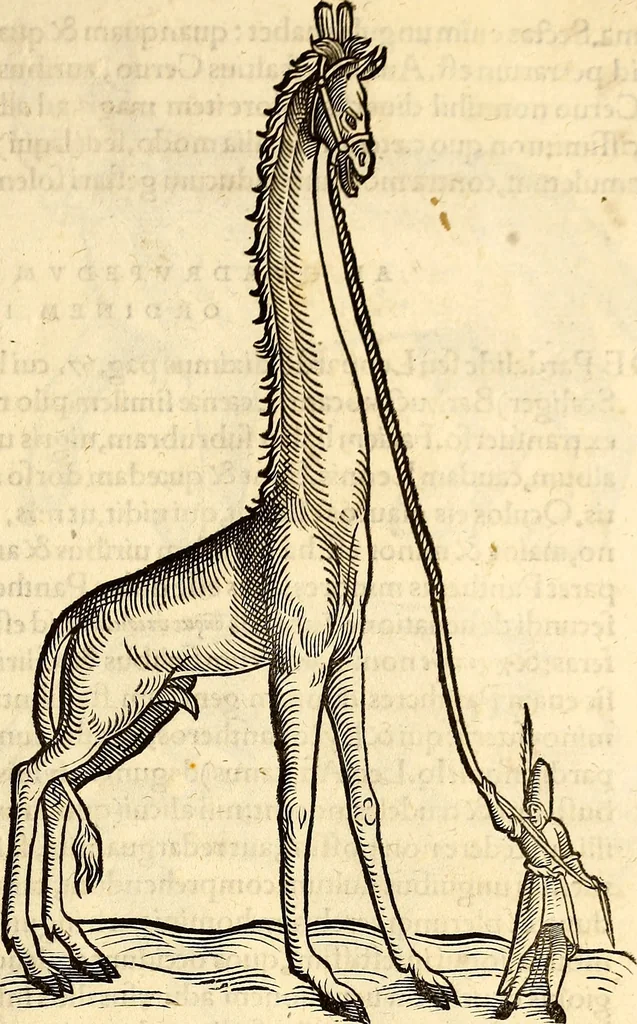 An illustration from Icones animalium quadrupedum uiuiparorum et ouiparorum : quae in Historiae animalium Conradi Gesneri libro I. et II. describuntur, cum nomenclaturis singulorum latinis, graecis, italicis, gallicis, et germanicis plerunque, et aliarum quoque linguarum, certis ordinibus digestae, 1560, leaf 134