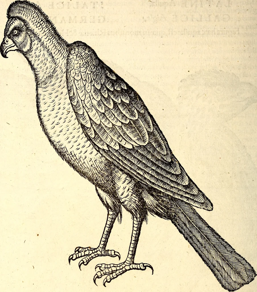 An illustration from Icones animalium quadrupedum uiuiparorum et ouiparorum : quae in Historiae animalium Conradi Gesneri libro I. et II. describuntur, cum nomenclaturis singulorum latinis, graecis, italicis, gallicis, et germanicis plerunque, et aliarum quoque linguarum, certis ordinibus digestae, 1560, leaf 149