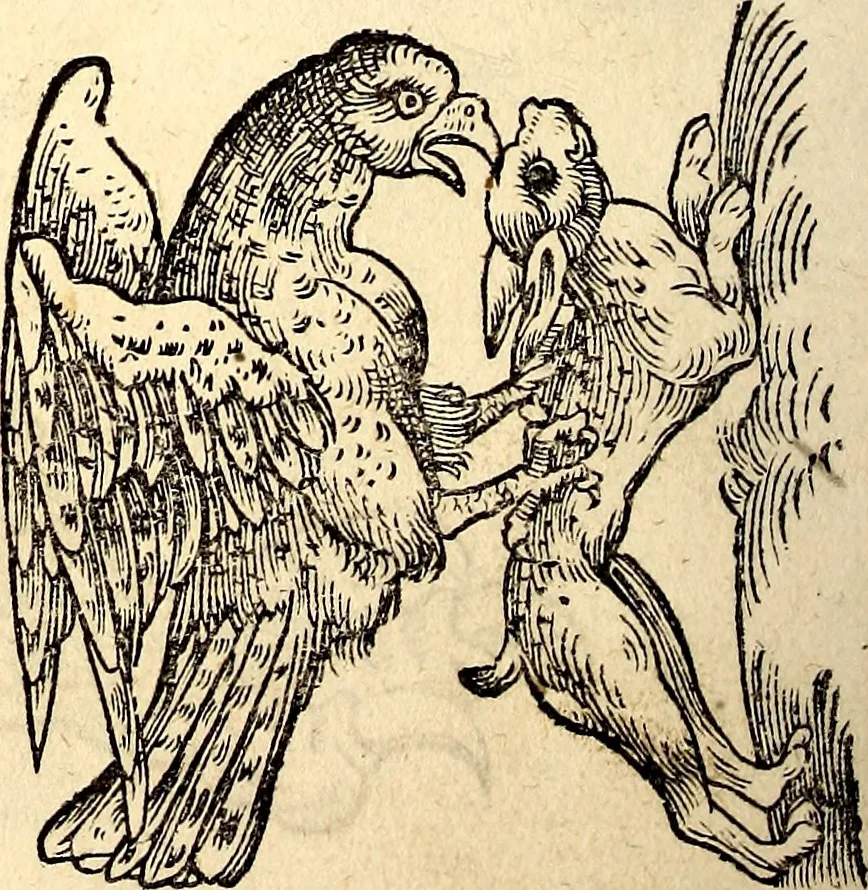 An illustration from Icones animalium quadrupedum uiuiparorum et ouiparorum : quae in Historiae animalium Conradi Gesneri libro I. et II. describuntur, cum nomenclaturis singulorum latinis, graecis, italicis, gallicis, et germanicis plerunque, et aliarum quoque linguarum, certis ordinibus digestae, 1560, leaf 149