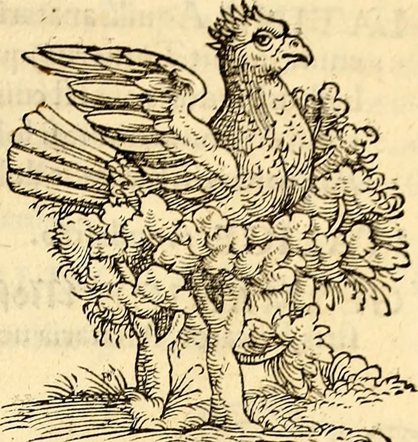An illustration from Icones animalium quadrupedum uiuiparorum et ouiparorum : quae in Historiae animalium Conradi Gesneri libro I. et II. describuntur, cum nomenclaturis singulorum latinis, graecis, italicis, gallicis, et germanicis plerunque, et aliarum quoque linguarum, certis ordinibus digestae, 1560, leaf 150