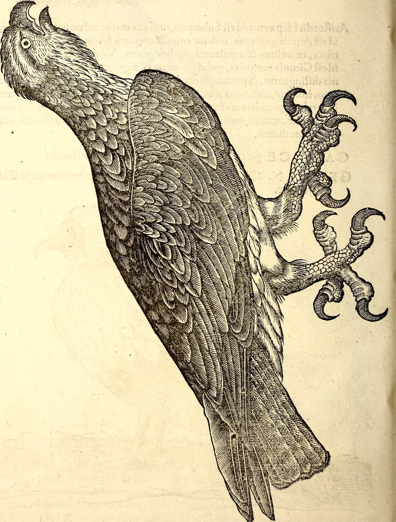 An illustration from Icones animalium quadrupedum uiuiparorum et ouiparorum : quae in Historiae animalium Conradi Gesneri libro I. et II. describuntur, cum nomenclaturis singulorum latinis, graecis, italicis, gallicis, et germanicis plerunque, et aliarum quoque linguarum, certis ordinibus digestae, 1560, leaf 151