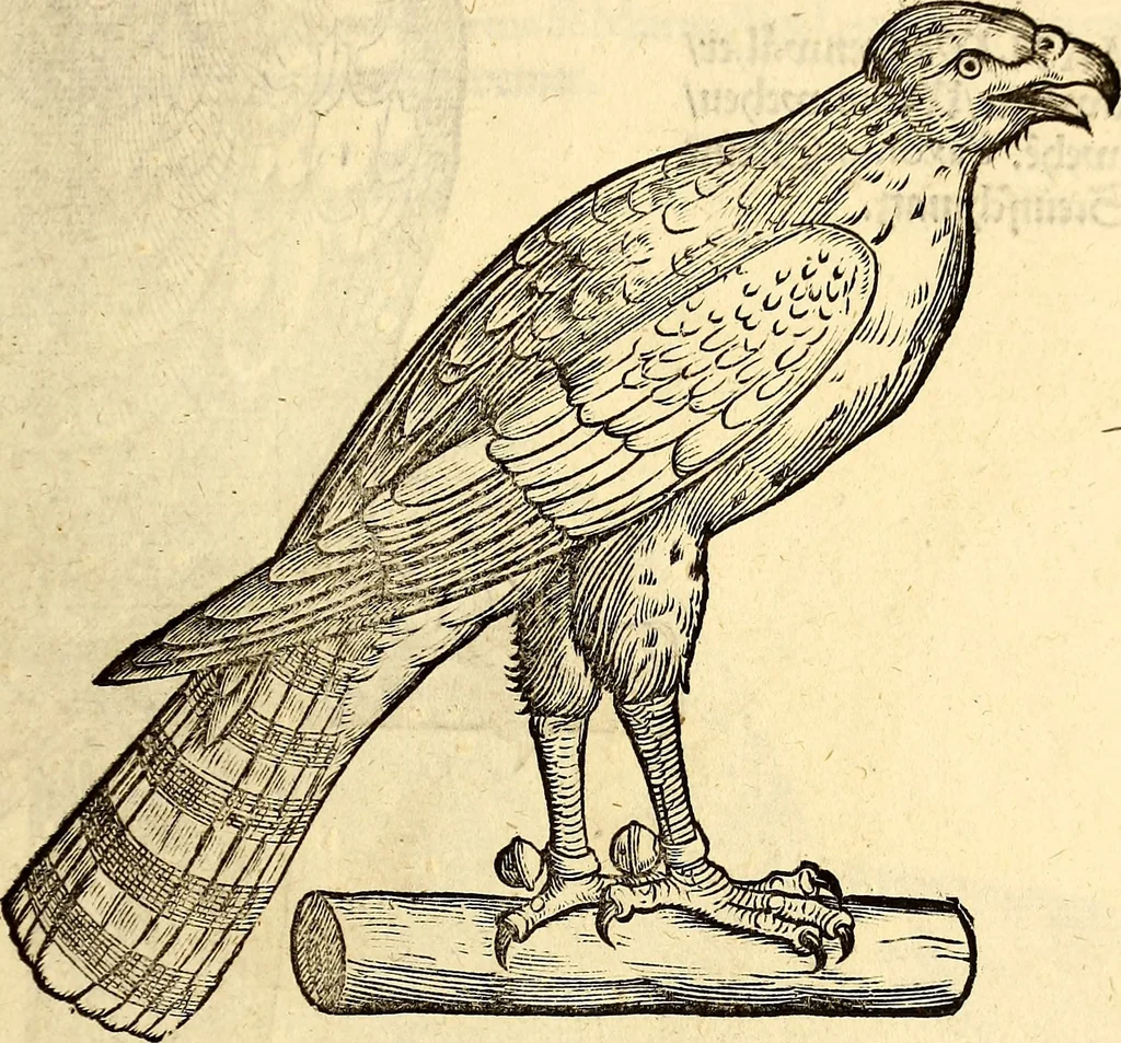 An illustration from Icones animalium quadrupedum uiuiparorum et ouiparorum : quae in Historiae animalium Conradi Gesneri libro I. et II. describuntur, cum nomenclaturis singulorum latinis, graecis, italicis, gallicis, et germanicis plerunque, et aliarum quoque linguarum, certis ordinibus digestae, 1560, leaf 152