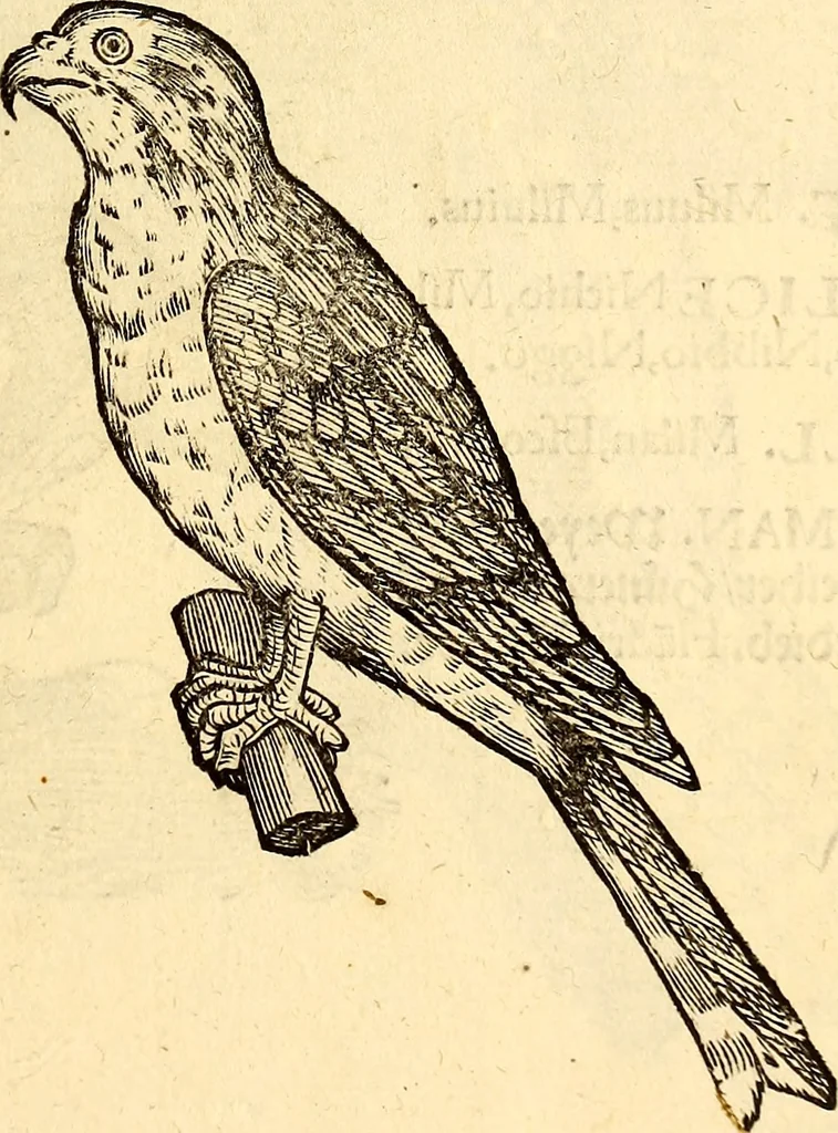 An illustration from Icones animalium quadrupedum uiuiparorum et ouiparorum : quae in Historiae animalium Conradi Gesneri libro I. et II. describuntur, cum nomenclaturis singulorum latinis, graecis, italicis, gallicis, et germanicis plerunque, et aliarum quoque linguarum, certis ordinibus digestae, 1560, leaf 152