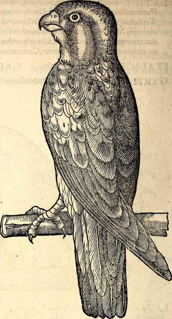 An illustration from Icones animalium quadrupedum uiuiparorum et ouiparorum : quae in Historiae animalium Conradi Gesneri libro I. et II. describuntur, cum nomenclaturis singulorum latinis, graecis, italicis, gallicis, et germanicis plerunque, et aliarum quoque linguarum, certis ordinibus digestae, 1560, leaf 153