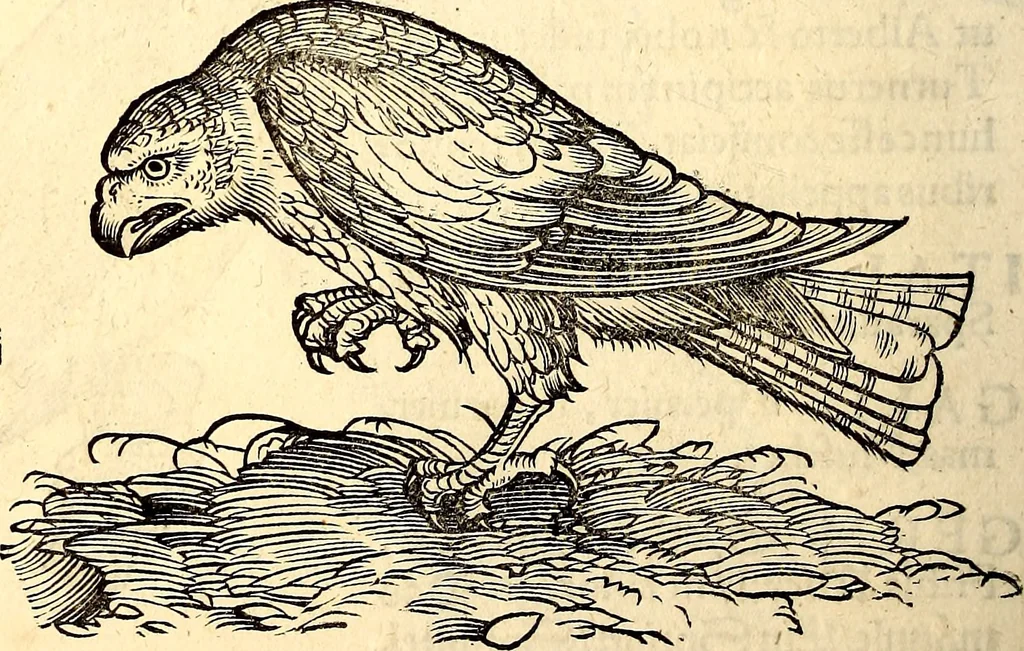 An illustration from Icones animalium quadrupedum uiuiparorum et ouiparorum : quae in Historiae animalium Conradi Gesneri libro I. et II. describuntur, cum nomenclaturis singulorum latinis, graecis, italicis, gallicis, et germanicis plerunque, et aliarum quoque linguarum, certis ordinibus digestae, 1560, leaf 153