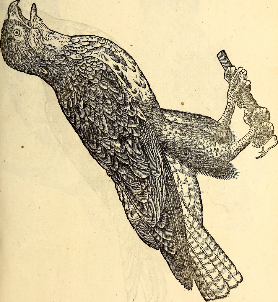 An illustration from Icones animalium quadrupedum uiuiparorum et ouiparorum : quae in Historiae animalium Conradi Gesneri libro I. et II. describuntur, cum nomenclaturis singulorum latinis, graecis, italicis, gallicis, et germanicis plerunque, et aliarum quoque linguarum, certis ordinibus digestae, 1560, leaf 154