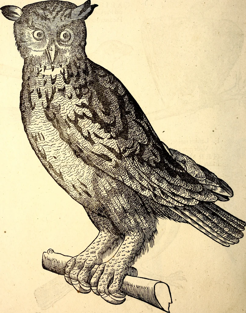 An illustration from Icones animalium quadrupedum uiuiparorum et ouiparorum : quae in Historiae animalium Conradi Gesneri libro I. et II. describuntur, cum nomenclaturis singulorum latinis, graecis, italicis, gallicis, et germanicis plerunque, et aliarum quoque linguarum, certis ordinibus digestae, 1560, leaf 159