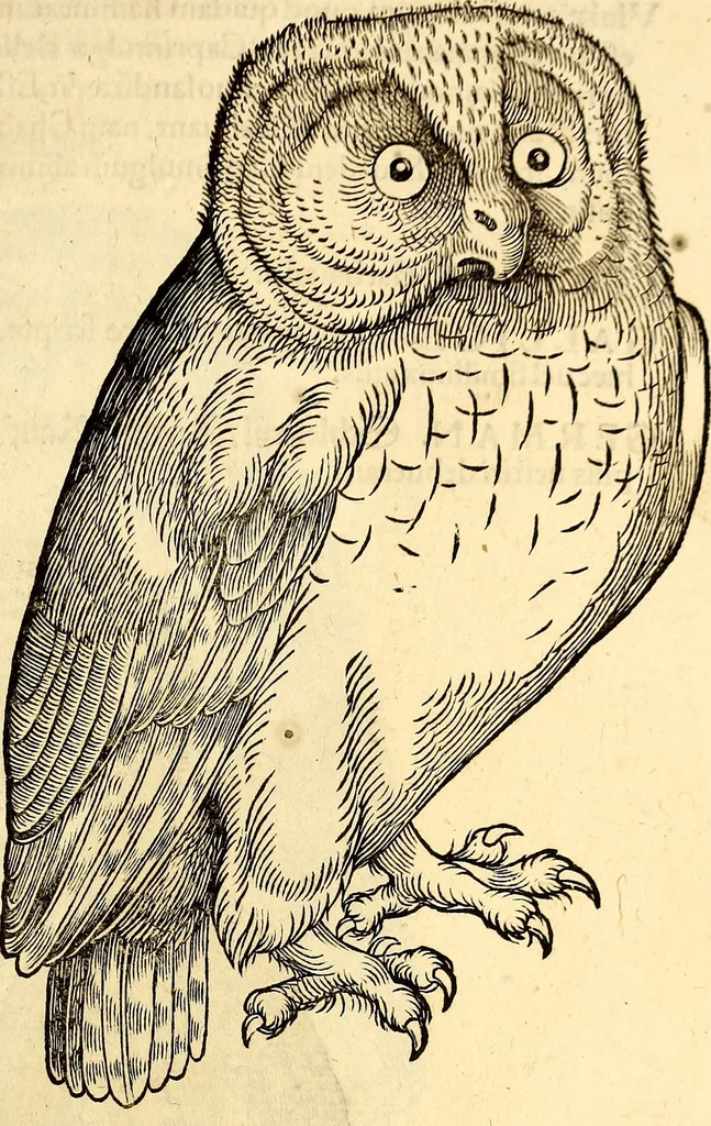 An illustration from Icones animalium quadrupedum uiuiparorum et ouiparorum : quae in Historiae animalium Conradi Gesneri libro I. et II. describuntur, cum nomenclaturis singulorum latinis, graecis, italicis, gallicis, et germanicis plerunque, et aliarum quoque linguarum, certis ordinibus digestae, 1560, leaf 160