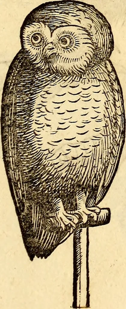 An illustration from Icones animalium quadrupedum uiuiparorum et ouiparorum : quae in Historiae animalium Conradi Gesneri libro I. et II. describuntur, cum nomenclaturis singulorum latinis, graecis, italicis, gallicis, et germanicis plerunque, et aliarum quoque linguarum, certis ordinibus digestae, 1560, leaf 160