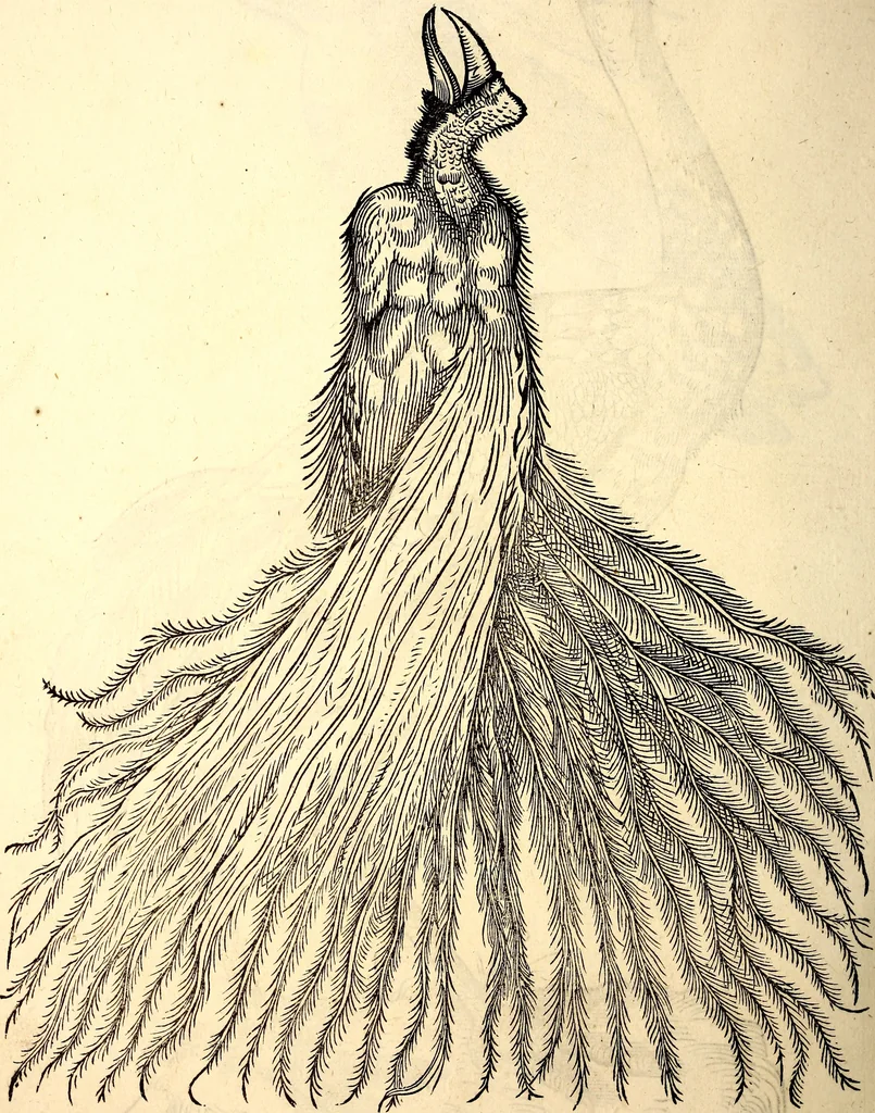 An illustration from Icones animalium quadrupedum uiuiparorum et ouiparorum : quae in Historiae animalium Conradi Gesneri libro I. et II. describuntur, cum nomenclaturis singulorum latinis, graecis, italicis, gallicis, et germanicis plerunque, et aliarum quoque linguarum, certis ordinibus digestae, 1560, leaf 165