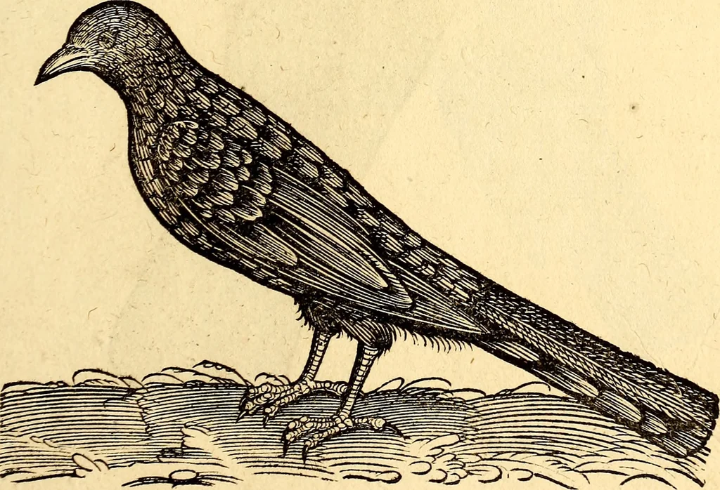 An illustration from Icones animalium quadrupedum uiuiparorum et ouiparorum : quae in Historiae animalium Conradi Gesneri libro I. et II. describuntur, cum nomenclaturis singulorum latinis, graecis, italicis, gallicis, et germanicis plerunque, et aliarum quoque linguarum, certis ordinibus digestae, 1560, leaf 168