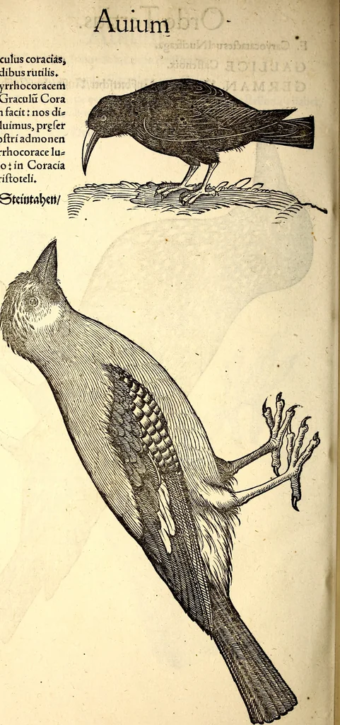An illustration from Icones animalium quadrupedum uiuiparorum et ouiparorum : quae in Historiae animalium Conradi Gesneri libro I. et II. describuntur, cum nomenclaturis singulorum latinis, graecis, italicis, gallicis, et germanicis plerunque, et aliarum quoque linguarum, certis ordinibus digestae, 1560, leaf 171