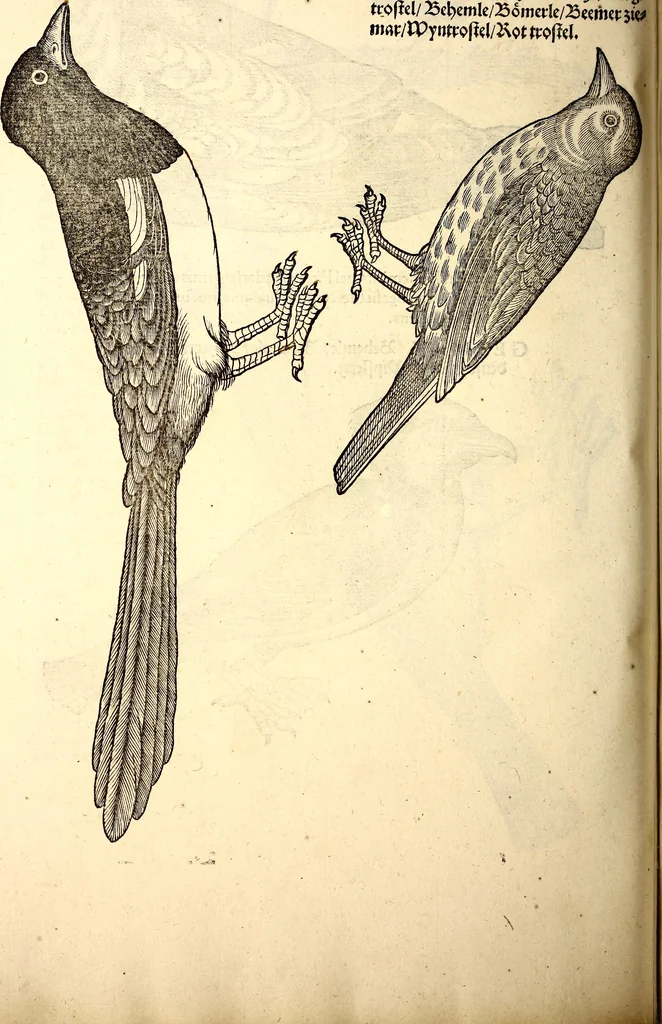 An illustration from Icones animalium quadrupedum uiuiparorum et ouiparorum : quae in Historiae animalium Conradi Gesneri libro I. et II. describuntur, cum nomenclaturis singulorum latinis, graecis, italicis, gallicis, et germanicis plerunque, et aliarum quoque linguarum, certis ordinibus digestae, 1560, leaf 173