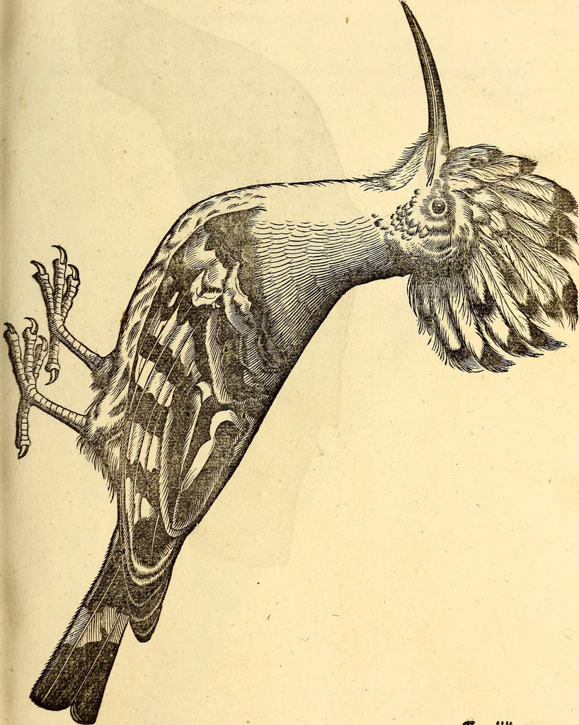 An illustration from Icones animalium quadrupedum uiuiparorum et ouiparorum : quae in Historiae animalium Conradi Gesneri libro I. et II. describuntur, cum nomenclaturis singulorum latinis, graecis, italicis, gallicis, et germanicis plerunque, et aliarum quoque linguarum, certis ordinibus digestae, 1560, leaf 176