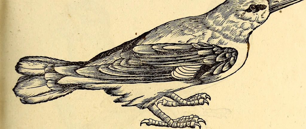 An illustration from Icones animalium quadrupedum uiuiparorum et ouiparorum : quae in Historiae animalium Conradi Gesneri libro I. et II. describuntur, cum nomenclaturis singulorum latinis, graecis, italicis, gallicis, et germanicis plerunque, et aliarum quoque linguarum, certis ordinibus digestae, 1560, leaf 182