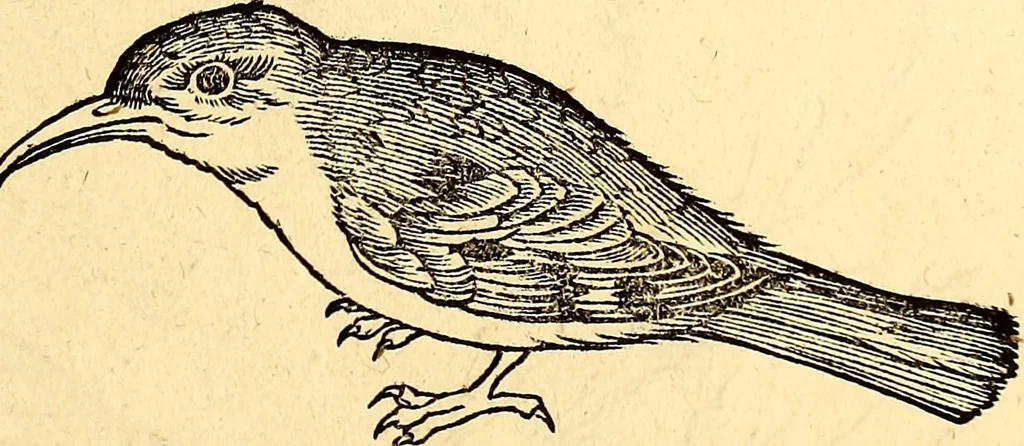 An illustration from Icones animalium quadrupedum uiuiparorum et ouiparorum : quae in Historiae animalium Conradi Gesneri libro I. et II. describuntur, cum nomenclaturis singulorum latinis, graecis, italicis, gallicis, et germanicis plerunque, et aliarum quoque linguarum, certis ordinibus digestae, 1560, leaf 182
