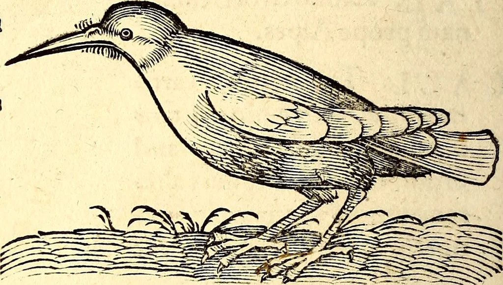 An illustration from Icones animalium quadrupedum uiuiparorum et ouiparorum : quae in Historiae animalium Conradi Gesneri libro I. et II. describuntur, cum nomenclaturis singulorum latinis, graecis, italicis, gallicis, et germanicis plerunque, et aliarum quoque linguarum, certis ordinibus digestae, 1560, leaf 183