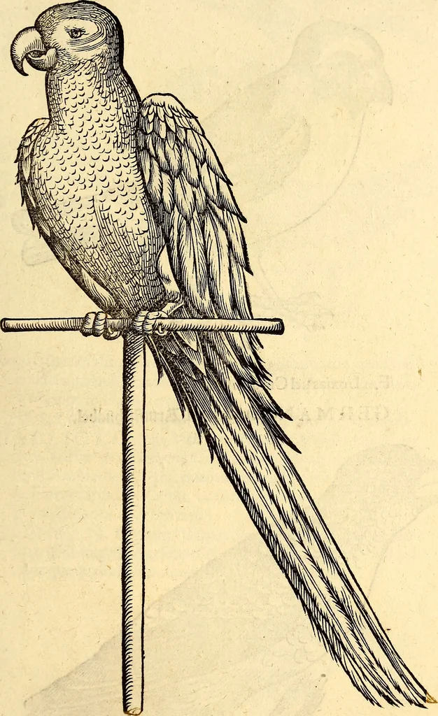 An illustration from Icones animalium quadrupedum uiuiparorum et ouiparorum : quae in Historiae animalium Conradi Gesneri libro I. et II. describuntur, cum nomenclaturis singulorum latinis, graecis, italicis, gallicis, et germanicis plerunque, et aliarum quoque linguarum, certis ordinibus digestae, 1560, leaf 184