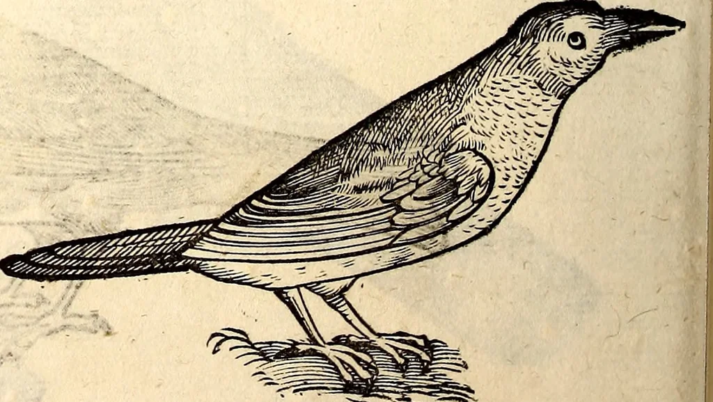 An illustration from Icones animalium quadrupedum uiuiparorum et ouiparorum : quae in Historiae animalium Conradi Gesneri libro I. et II. describuntur, cum nomenclaturis singulorum latinis, graecis, italicis, gallicis, et germanicis plerunque, et aliarum quoque linguarum, certis ordinibus digestae, 1560, leaf 187