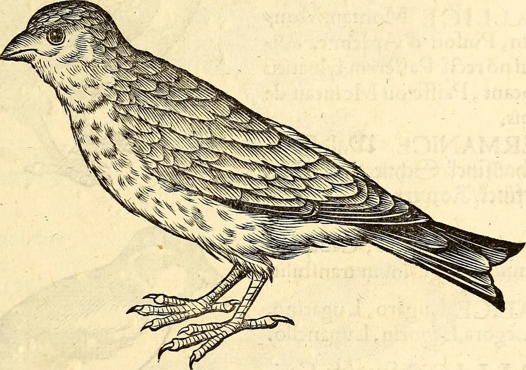 An illustration from Icones animalium quadrupedum uiuiparorum et ouiparorum : quae in Historiae animalium Conradi Gesneri libro I. et II. describuntur, cum nomenclaturis singulorum latinis, graecis, italicis, gallicis, et germanicis plerunque, et aliarum quoque linguarum, certis ordinibus digestae, 1560, leaf 188