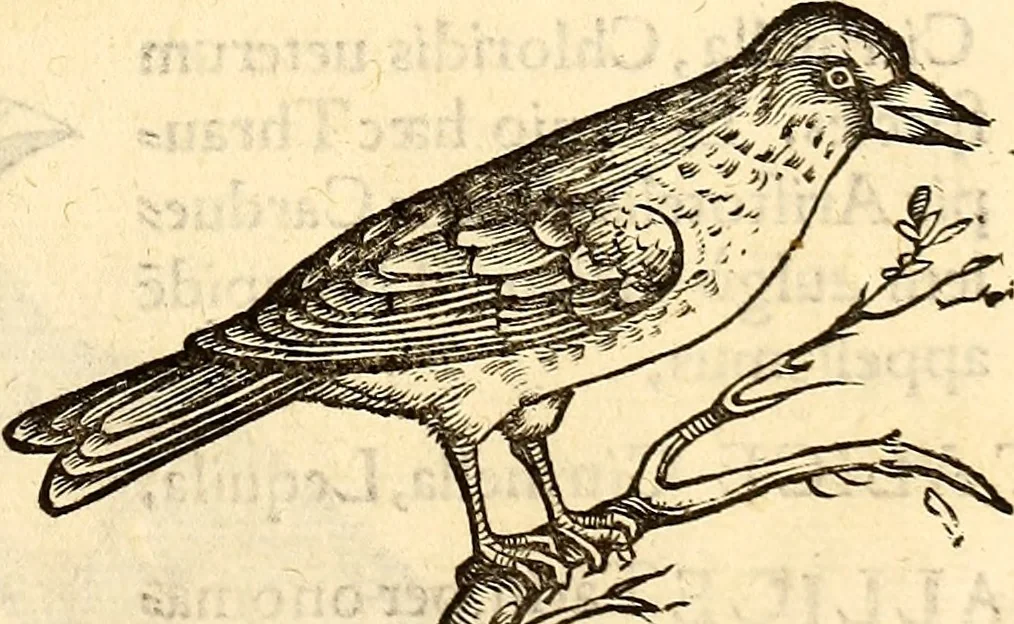 An illustration from Icones animalium quadrupedum uiuiparorum et ouiparorum : quae in Historiae animalium Conradi Gesneri libro I. et II. describuntur, cum nomenclaturis singulorum latinis, graecis, italicis, gallicis, et germanicis plerunque, et aliarum quoque linguarum, certis ordinibus digestae, 1560, leaf 188