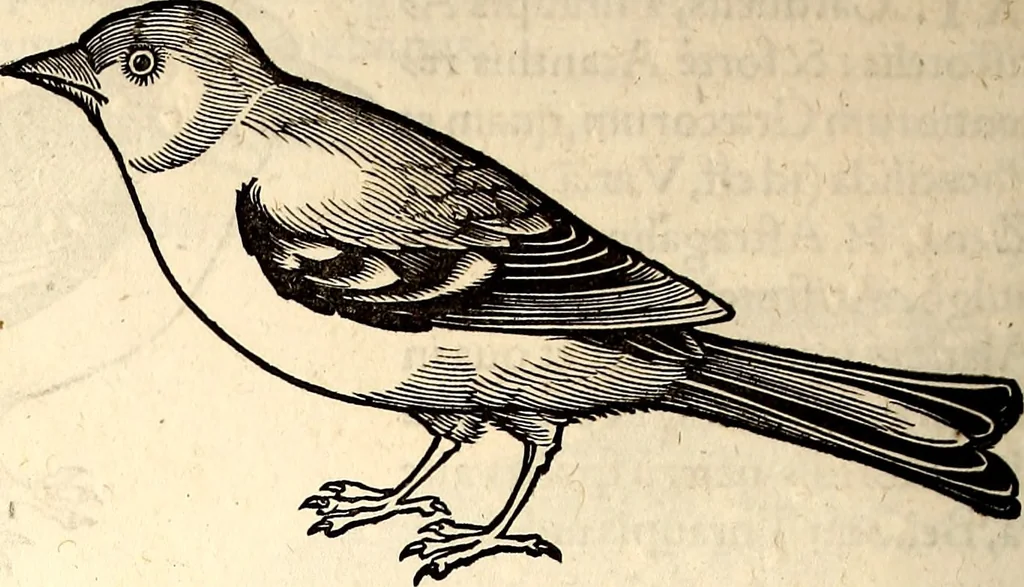 An illustration from Icones animalium quadrupedum uiuiparorum et ouiparorum : quae in Historiae animalium Conradi Gesneri libro I. et II. describuntur, cum nomenclaturis singulorum latinis, graecis, italicis, gallicis, et germanicis plerunque, et aliarum quoque linguarum, certis ordinibus digestae, 1560, leaf 189