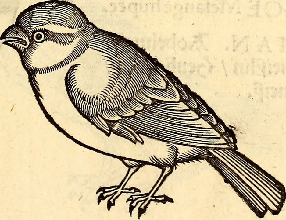 An illustration from Icones animalium quadrupedum uiuiparorum et ouiparorum : quae in Historiae animalium Conradi Gesneri libro I. et II. describuntur, cum nomenclaturis singulorum latinis, graecis, italicis, gallicis, et germanicis plerunque, et aliarum quoque linguarum, certis ordinibus digestae, 1560, leaf 190