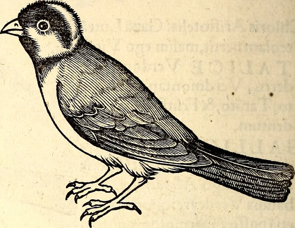 An illustration from Icones animalium quadrupedum uiuiparorum et ouiparorum : quae in Historiae animalium Conradi Gesneri libro I. et II. describuntur, cum nomenclaturis singulorum latinis, graecis, italicis, gallicis, et germanicis plerunque, et aliarum quoque linguarum, certis ordinibus digestae, 1560, leaf 191