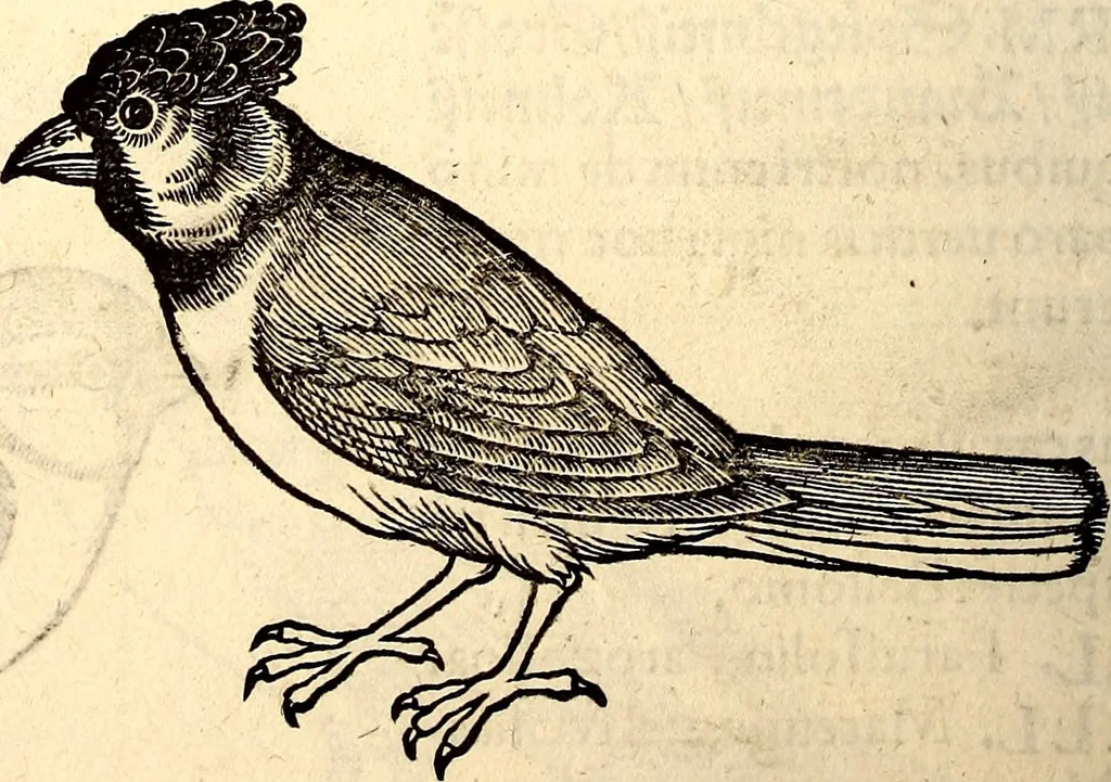 An illustration from Icones animalium quadrupedum uiuiparorum et ouiparorum : quae in Historiae animalium Conradi Gesneri libro I. et II. describuntur, cum nomenclaturis singulorum latinis, graecis, italicis, gallicis, et germanicis plerunque, et aliarum quoque linguarum, certis ordinibus digestae, 1560, leaf 191