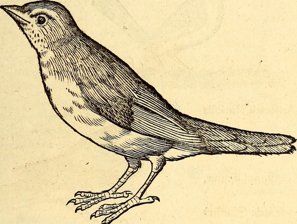 An illustration from Icones animalium quadrupedum uiuiparorum et ouiparorum : quae in Historiae animalium Conradi Gesneri libro I. et II. describuntur, cum nomenclaturis singulorum latinis, graecis, italicis, gallicis, et germanicis plerunque, et aliarum quoque linguarum, certis ordinibus digestae, 1560, leaf 192