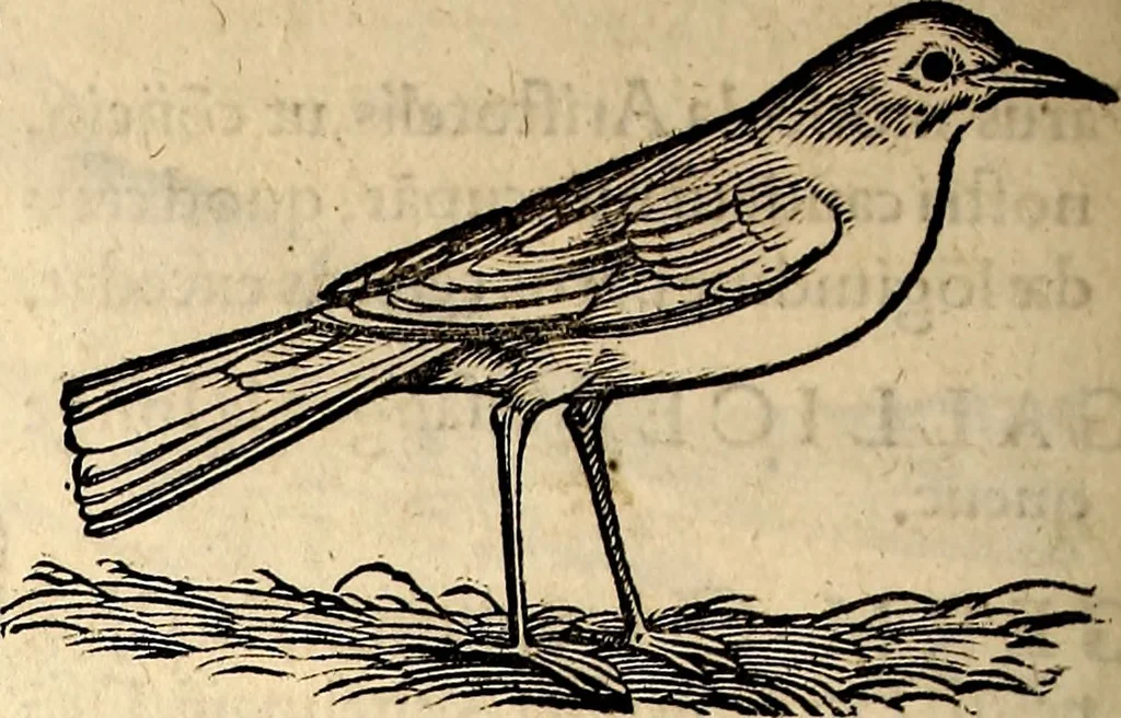 An illustration from Icones animalium quadrupedum uiuiparorum et ouiparorum : quae in Historiae animalium Conradi Gesneri libro I. et II. describuntur, cum nomenclaturis singulorum latinis, graecis, italicis, gallicis, et germanicis plerunque, et aliarum quoque linguarum, certis ordinibus digestae, 1560, leaf 193