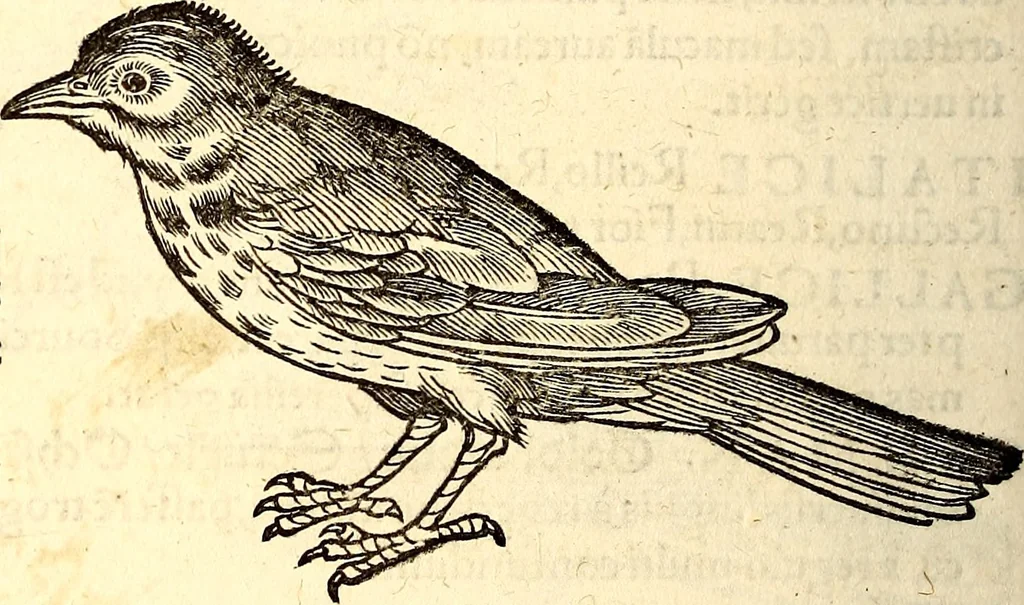 An illustration from Icones animalium quadrupedum uiuiparorum et ouiparorum : quae in Historiae animalium Conradi Gesneri libro I. et II. describuntur, cum nomenclaturis singulorum latinis, graecis, italicis, gallicis, et germanicis plerunque, et aliarum quoque linguarum, certis ordinibus digestae, 1560, leaf 195