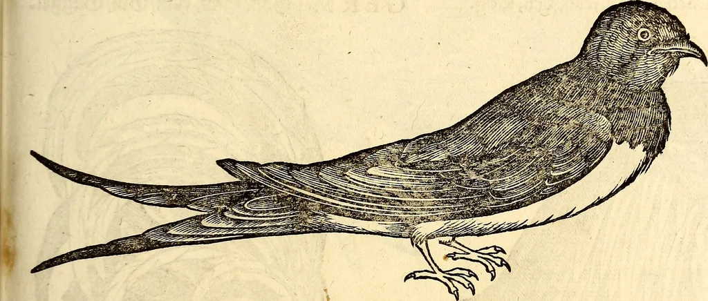 An illustration from Icones animalium quadrupedum uiuiparorum et ouiparorum : quae in Historiae animalium Conradi Gesneri libro I. et II. describuntur, cum nomenclaturis singulorum latinis, graecis, italicis, gallicis, et germanicis plerunque, et aliarum quoque linguarum, certis ordinibus digestae, 1560, leaf 196