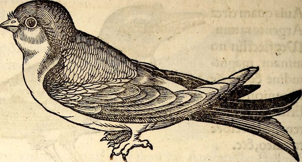 An illustration from Icones animalium quadrupedum uiuiparorum et ouiparorum : quae in Historiae animalium Conradi Gesneri libro I. et II. describuntur, cum nomenclaturis singulorum latinis, graecis, italicis, gallicis, et germanicis plerunque, et aliarum quoque linguarum, certis ordinibus digestae, 1560, leaf 197
