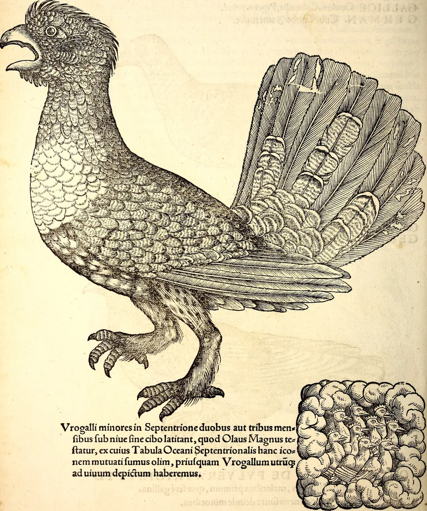 An illustration from Icones animalium quadrupedum uiuiparorum et ouiparorum : quae in Historiae animalium Conradi Gesneri libro I. et II. describuntur, cum nomenclaturis singulorum latinis, graecis, italicis, gallicis, et germanicis plerunque, et aliarum quoque linguarum, certis ordinibus digestae, 1560, leaf 203