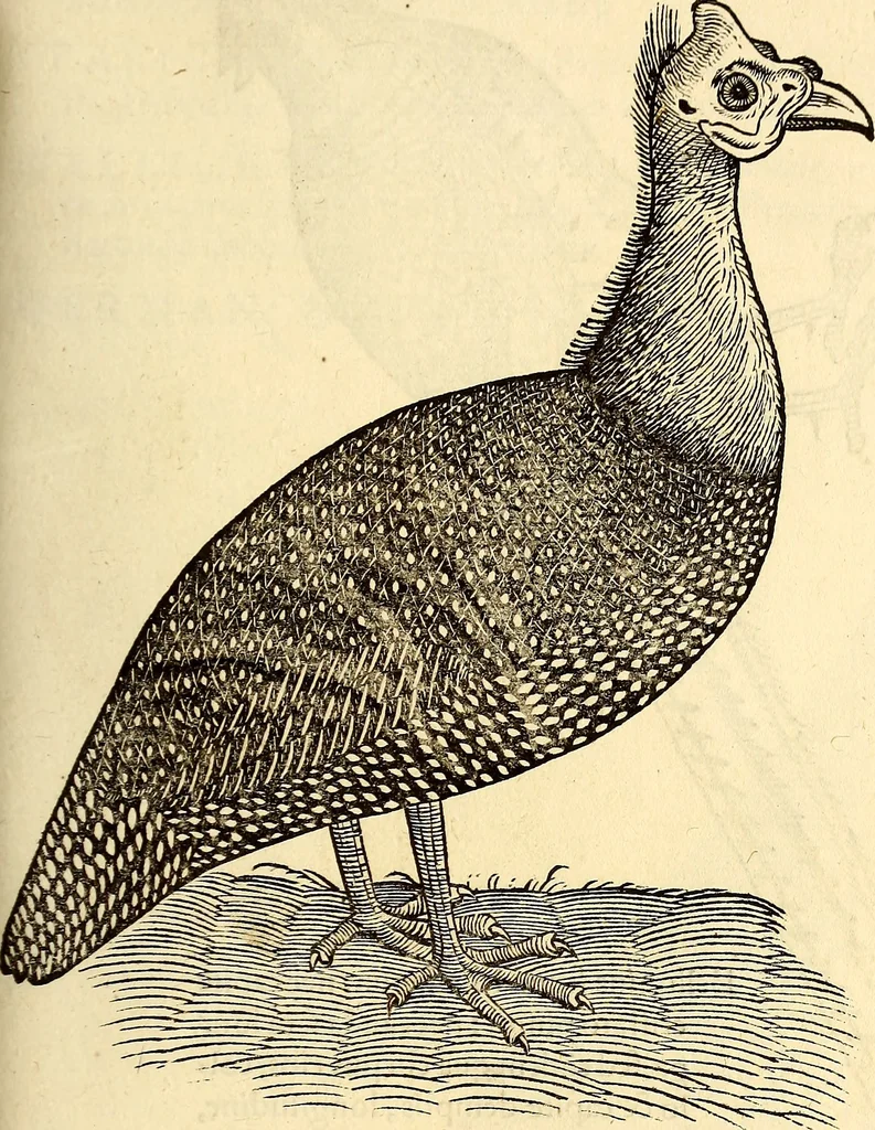 An illustration from Icones animalium quadrupedum uiuiparorum et ouiparorum : quae in Historiae animalium Conradi Gesneri libro I. et II. describuntur, cum nomenclaturis singulorum latinis, graecis, italicis, gallicis, et germanicis plerunque, et aliarum quoque linguarum, certis ordinibus digestae, 1560, leaf 206