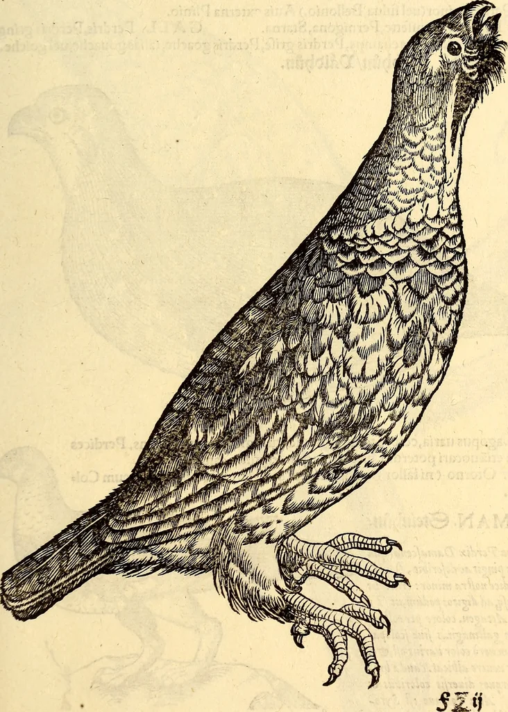 An illustration from Icones animalium quadrupedum uiuiparorum et ouiparorum : quae in Historiae animalium Conradi Gesneri libro I. et II. describuntur, cum nomenclaturis singulorum latinis, graecis, italicis, gallicis, et germanicis plerunque, et aliarum quoque linguarum, certis ordinibus digestae, 1560, leaf 208