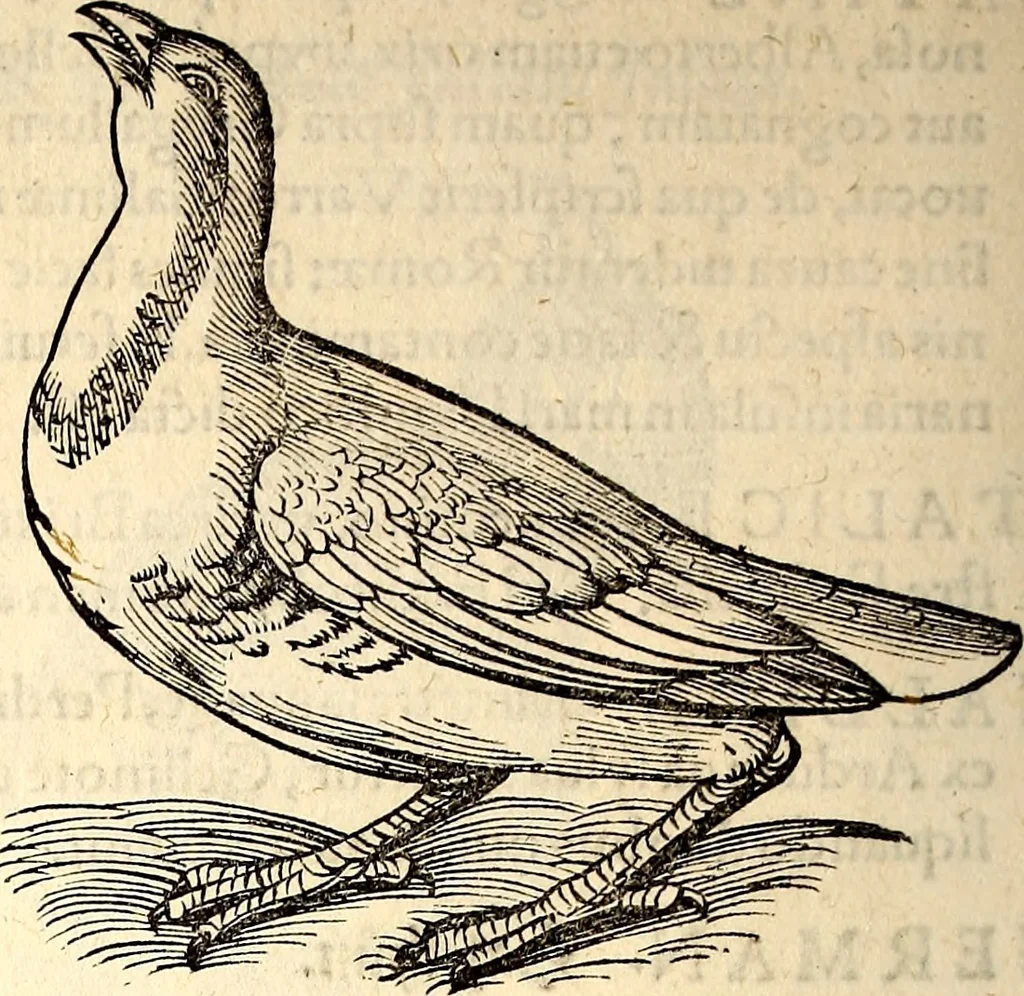 An illustration from Icones animalium quadrupedum uiuiparorum et ouiparorum : quae in Historiae animalium Conradi Gesneri libro I. et II. describuntur, cum nomenclaturis singulorum latinis, graecis, italicis, gallicis, et germanicis plerunque, et aliarum quoque linguarum, certis ordinibus digestae, 1560, leaf 209
