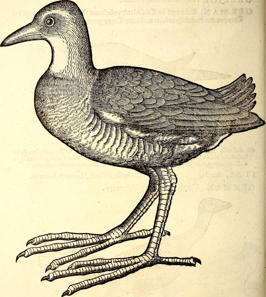 An illustration from Icones animalium quadrupedum uiuiparorum et ouiparorum : quae in Historiae animalium Conradi Gesneri libro I. et II. describuntur, cum nomenclaturis singulorum latinis, graecis, italicis, gallicis, et germanicis plerunque, et aliarum quoque linguarum, certis ordinibus digestae, 1560, leaf 213