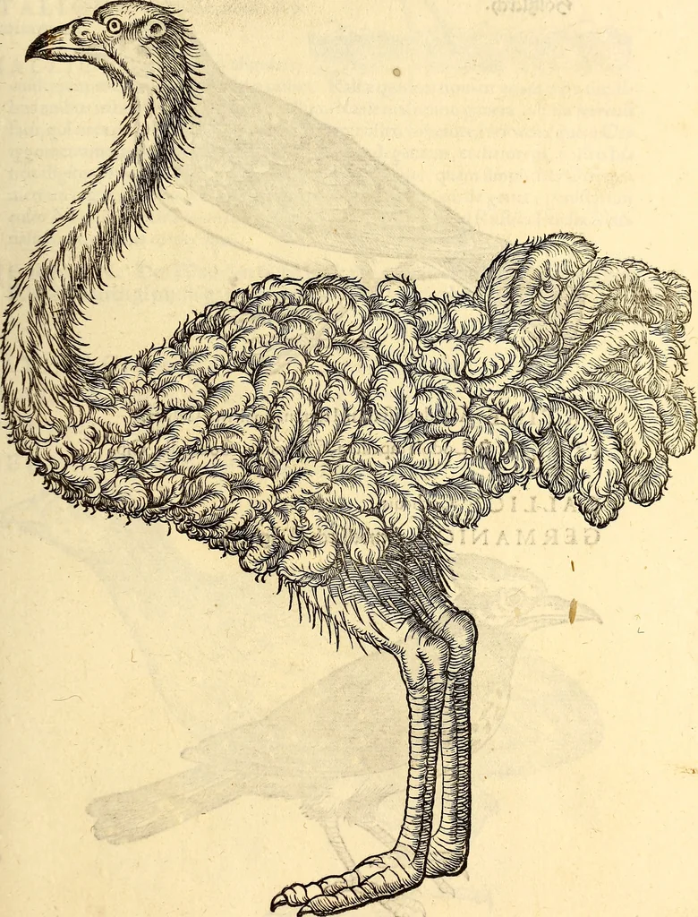 An illustration from Icones animalium quadrupedum uiuiparorum et ouiparorum : quae in Historiae animalium Conradi Gesneri libro I. et II. describuntur, cum nomenclaturis singulorum latinis, graecis, italicis, gallicis, et germanicis plerunque, et aliarum quoque linguarum, certis ordinibus digestae, 1560, leaf 214