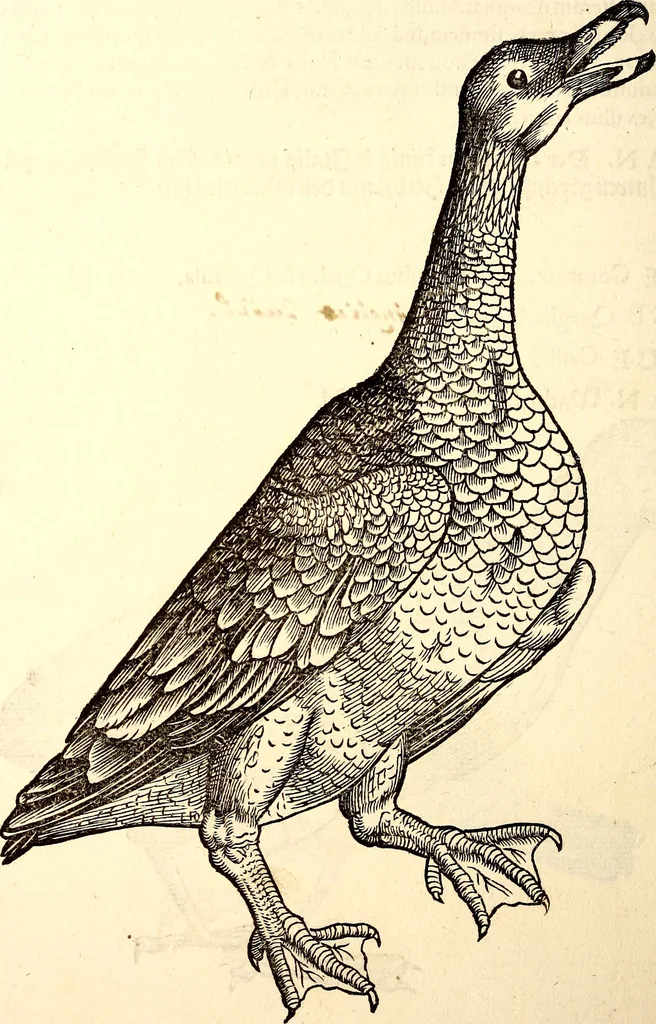 An illustration from Icones animalium quadrupedum uiuiparorum et ouiparorum : quae in Historiae animalium Conradi Gesneri libro I. et II. describuntur, cum nomenclaturis singulorum latinis, graecis, italicis, gallicis, et germanicis plerunque, et aliarum quoque linguarum, certis ordinibus digestae, 1560, leaf 217
