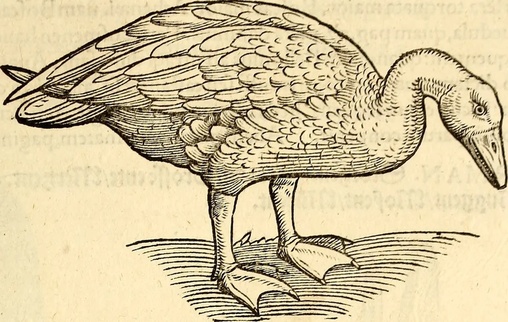 An illustration from Icones animalium quadrupedum uiuiparorum et ouiparorum : quae in Historiae animalium Conradi Gesneri libro I. et II. describuntur, cum nomenclaturis singulorum latinis, graecis, italicis, gallicis, et germanicis plerunque, et aliarum quoque linguarum, certis ordinibus digestae, 1560, leaf 218