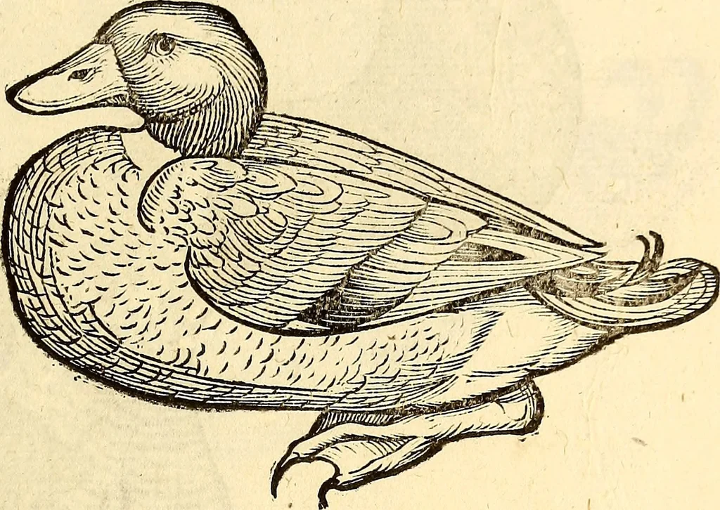 An illustration from Icones animalium quadrupedum uiuiparorum et ouiparorum : quae in Historiae animalium Conradi Gesneri libro I. et II. describuntur, cum nomenclaturis singulorum latinis, graecis, italicis, gallicis, et germanicis plerunque, et aliarum quoque linguarum, certis ordinibus digestae, 1560, leaf 218