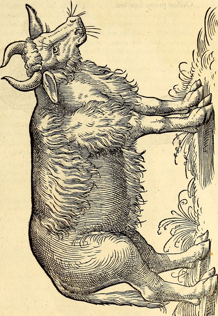 An illustration from Icones animalium quadrupedum uiuiparorum et ouiparorum : quae in Historiae animalium Conradi Gesneri libro I. et II. describuntur, cum nomenclaturis singulorum latinis, graecis, italicis, gallicis, et germanicis plerunque, et aliarum quoque linguarum, certis ordinibus digestae, 1560, leaf 22