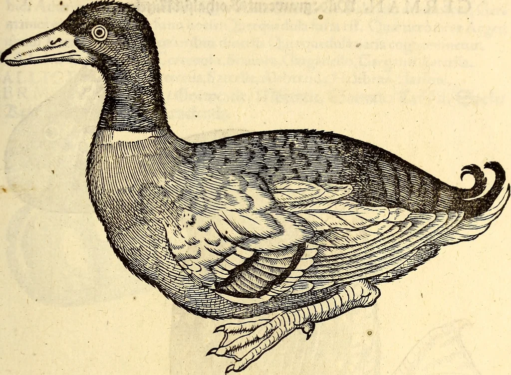 An illustration from Icones animalium quadrupedum uiuiparorum et ouiparorum : quae in Historiae animalium Conradi Gesneri libro I. et II. describuntur, cum nomenclaturis singulorum latinis, graecis, italicis, gallicis, et germanicis plerunque, et aliarum quoque linguarum, certis ordinibus digestae, 1560, leaf 220